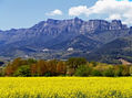 Campo de colza
