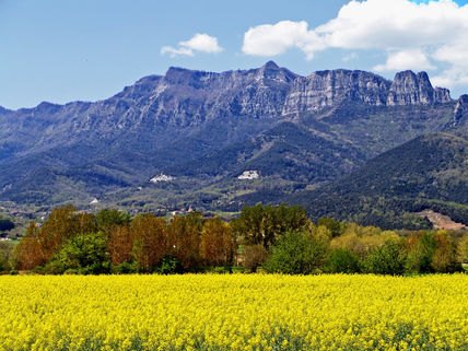 Campo de colza