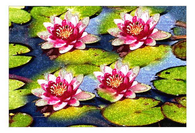 NENÚFARES (WATER LILLY) Nature Color (Digital)