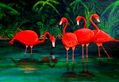 FLAMINGOS