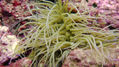 Actinia del mediterráneo