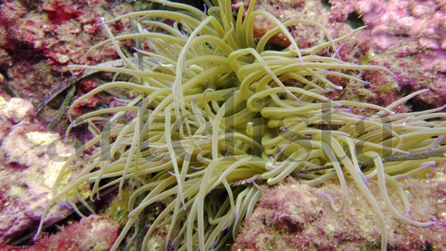 Actinia del mediterráneo Naturaleza Color (Digital)