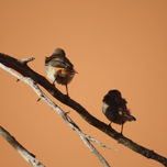 NATURALEZA thumbnail 2