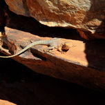 NATURALEZA thumbnail 1