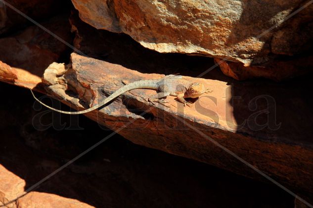 Lagarto, lagarto Naturaleza Color (Digital)