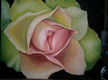 rosa verde