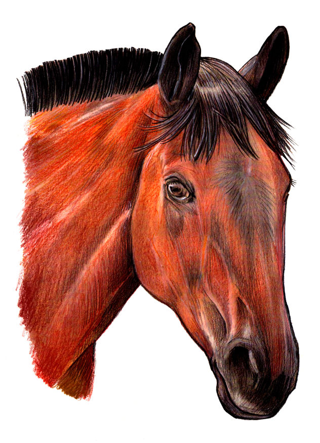caballo árabe