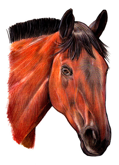 caballo árabe Pencil (coloured) Card Animals