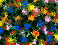 Black daisy.