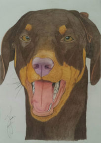 Red doberman