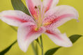 Flor lirio blanco y rosa