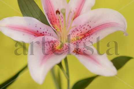 Flor lirio blanco y...