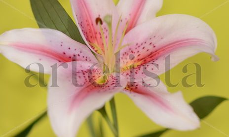Flores