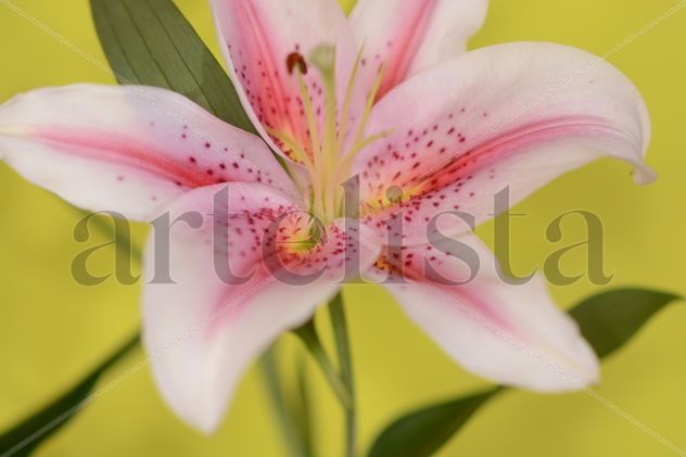Flor lirio blanco y rosa