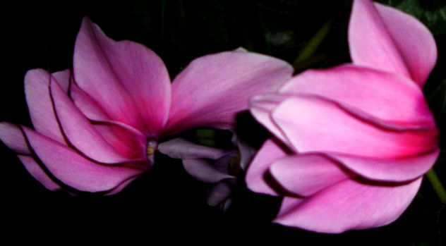 flores