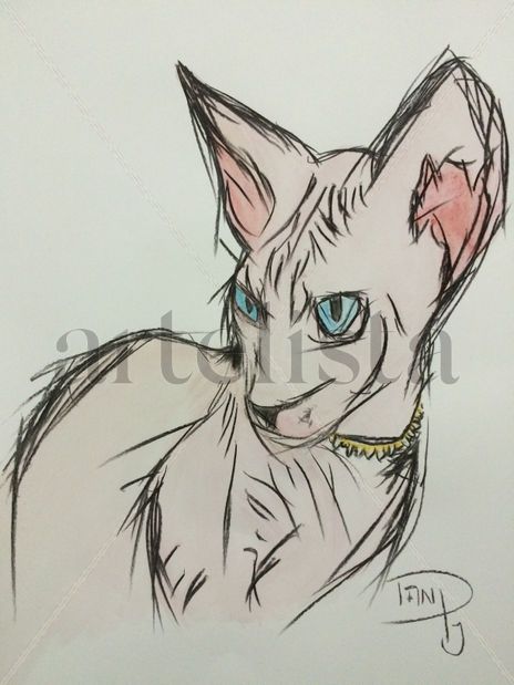 Gato