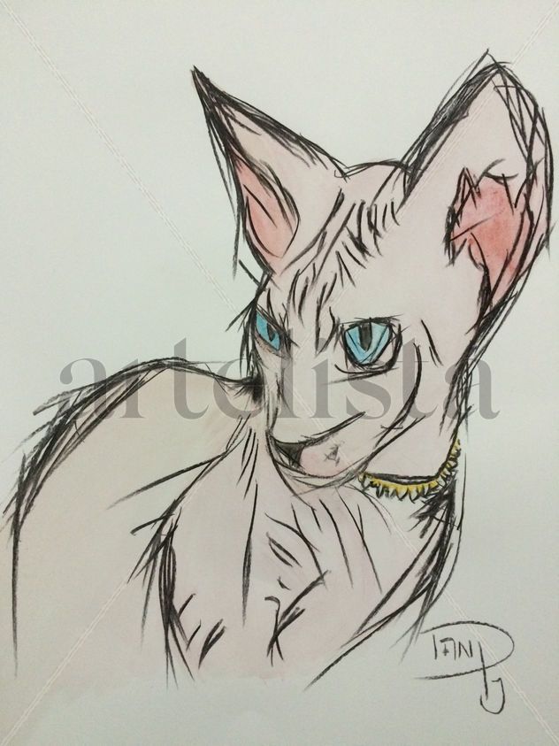 Gato