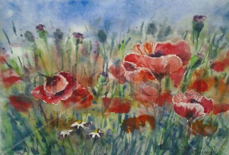 Amapolas
