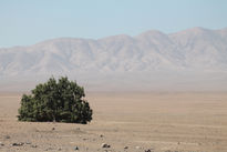 Viento del desierto