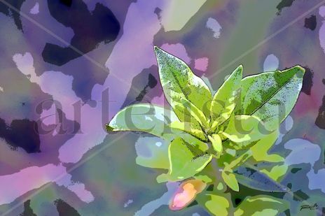 Verde Natura