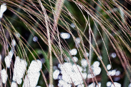 Abstracto Natura