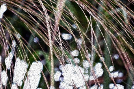 Abstracto Natura