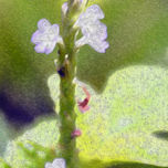 Natura thumbnail 2