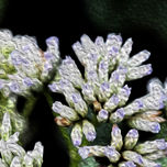 Natura thumbnail 1