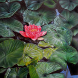Flores thumbnail 2