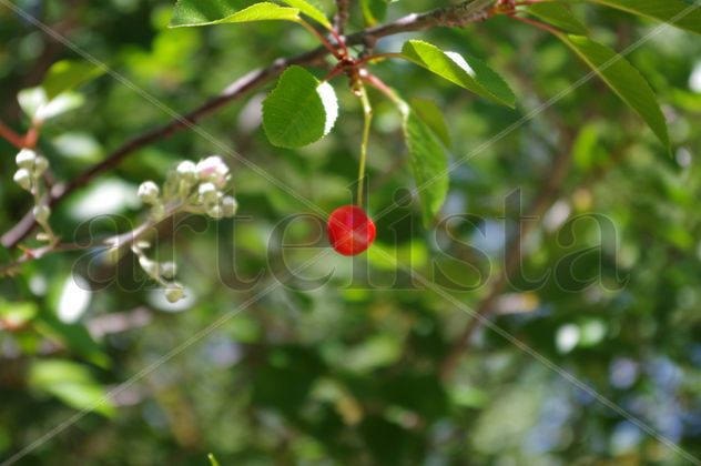 fruto