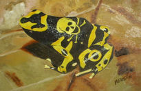 Rana calavera