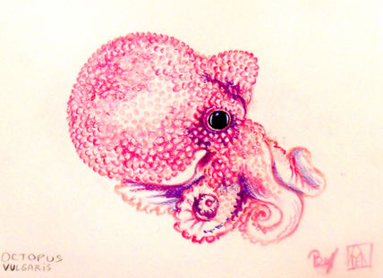 Octopus vulgaris en...