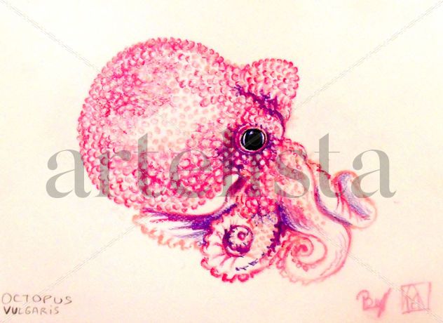 octopus vulgaris en tonos fucsia