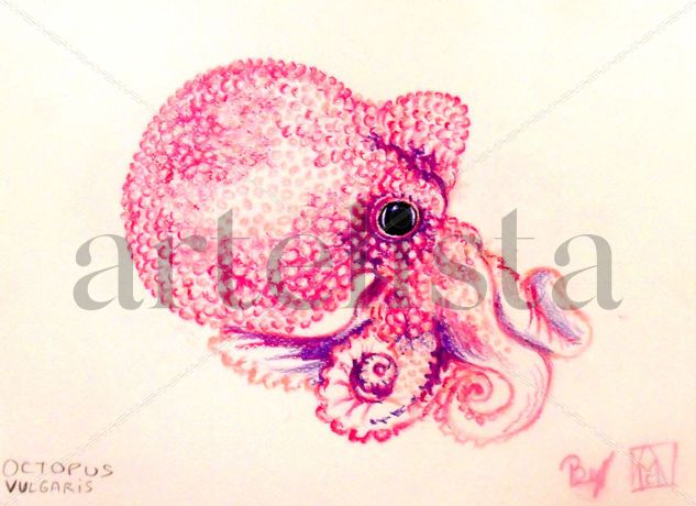 octopus vulgaris en tonos fucsia Otros