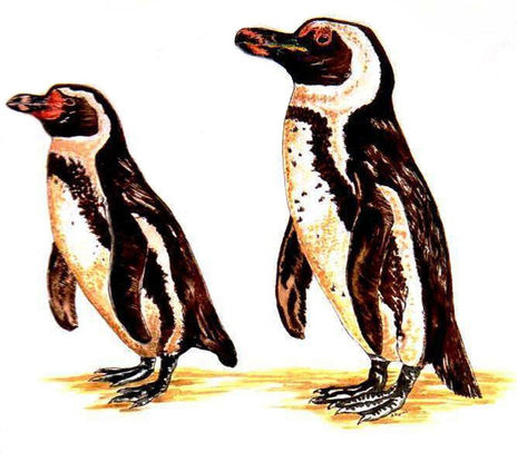 Los pingüinos...