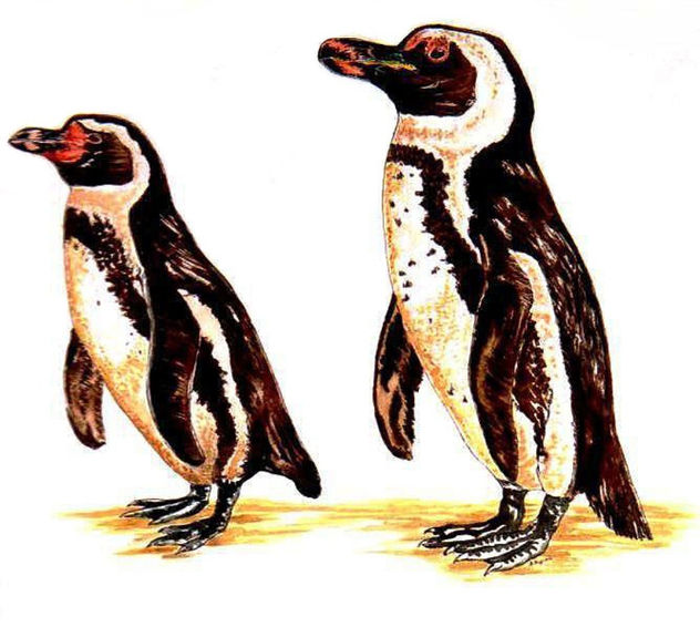 Los pingüinos (spheniscus)