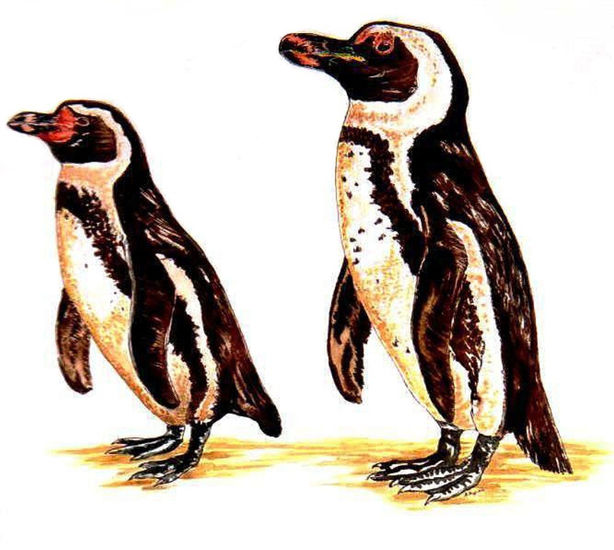 Los pingüinos (spheniscus) Watercolour Card Animals