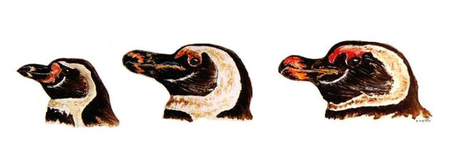 tres variedades de Spheniscus: S. Humboldti, S. Megaromphus y S. Urbinai