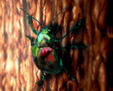 Insecto en Layer