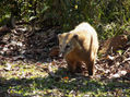 Coatí en iguazú