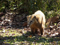 Coatí en iguazú