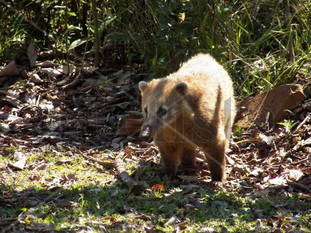 COATÍ EN IGUAZÚ Naturaleza Color (Digital)