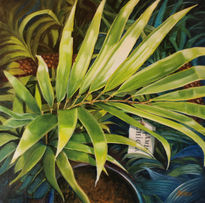 Zamia Chigua