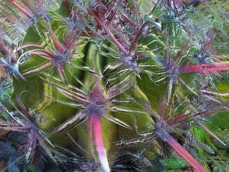 Cactus