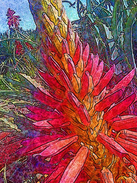 Sabila en flor 2