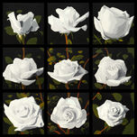 Rosas thumbnail 1