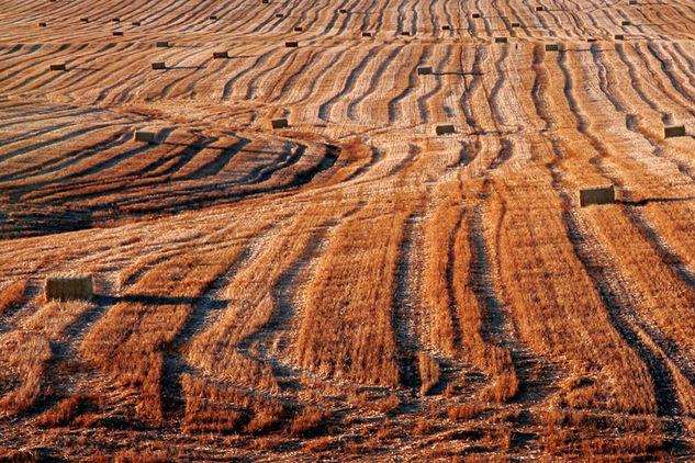 La cosecha 4 Naturaleza Técnicas alternativas