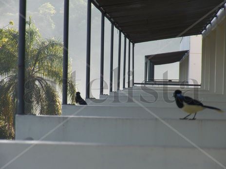 Paralelas