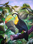 SEÑOR TUCAN