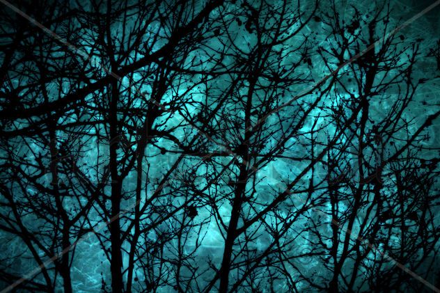 Bosque Encantado | Enchanted Forest